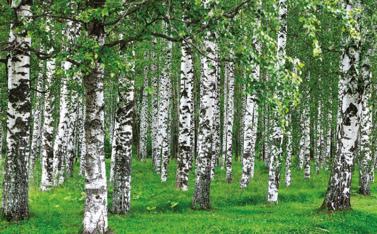 Природный заказник «Журавлиная родина» в Московской области The Zhuravlinaya Rodina Nature Reserve in the Moscow region